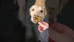 🐔 Dehydrated Chicken Liver Dog Treats 🐔 Easy, Yummy & ...