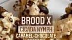Brooklyn Bugs | Did you see our #broodx #cicada nymph ...