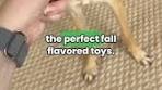 ChewEms | Treat your dog with the taste of fall 🍂🍁🍃 With ...