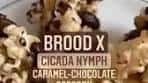 Did you see our #broodx #cicada nymph caramel chocolate ...