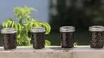 How to make mulberry jam