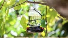 Hummingbird Food