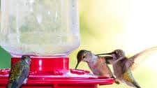 Hummingbird Food and Nectar Recipe