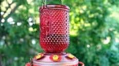 Hummingbird Food Recipe