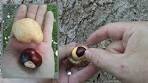 Identifying Ohio buckeye