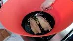 Mackerel fillets with garlic, lemon, and rosemary – Frywall ...