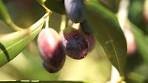 Olio