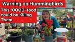 PLEASE Watch if You are Feeding Hummingbirds Homemade ...