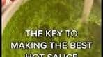 Best Green Zhug Hot Sauce Recipe | Cooking Tips and Tricks