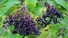 Elderberry Wine Recipe – A King Among Fruit Wines