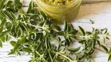 Garlic and Oregano Pesto