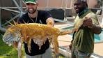 GIANT INVASIVE IGUANA LIZARD DEEP FRIED WHOLE ...