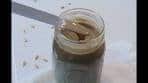 Homemade Sunflower Seed Butter | SisterDIY.com