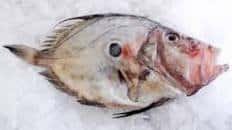 John Dory recipes