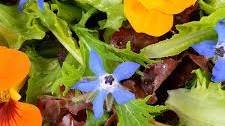 Make a Pretty Summer Salad of Nasturtium Flowers