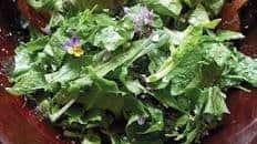 Mixed Greens Salad with Sheep Sorrel & Goat Cheese