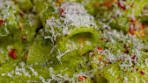 Pesto Rigatoni with Cherry Tomatoes Recipe