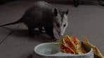 Possum Eats Taco Bell Crunchy Taco Supreme