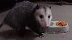 Possums Crush SpaghettiOs With Meatballs