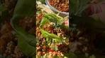 These Spicy Chicken Lettuce Wraps Are So Easy To Make 🍗🥬