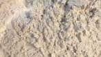 Wafae mayasi | Sellou or sfouf is a nutty, delicious confection ...