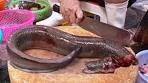 Wild Eel Cutting！Sweet and Sour Eel, Spicy Octopus Making ...