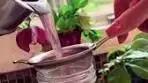 𝙵𝚎𝚊𝚝𝚑𝚎𝚛 🍃 𝙶𝚛𝚎𝚎𝚗 𝚆𝚒𝚝𝚌𝚑 𝙻𝚒𝚟𝚒𝚗𝚐 | The violets are in ...