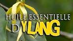🌱 Obtenir de l'Huile Essentielle d'Ylang-Ylang (Hydrodistillation)