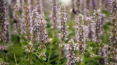 Anise Hyssop Tea (+ Other Recipe Ideas)