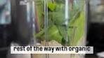 Banana Blueberry Bliss Smoothie Recipe All organic ...
