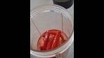 Birds Eye Chili Sauce