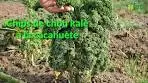 CHIPS de CHOU KALE à la CACAHUÈTE, une RECETTE ...