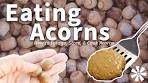 Eating ACORNS 🌰: How to Forage, Store, & Cook Acorns