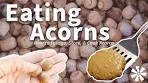 Eating ACORNS 🌰: How to Forage, Store, & Cook Acorns