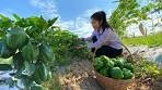 Harvest Bell Pepper For Cooking / Stir-fry Vegetable With Beef ...