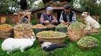 Harvesting and Baking with Fresh Almonds: A Village Tradition