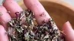HERB SEEDLINGS|NATURAL SPICES|HOME GARDENING ...