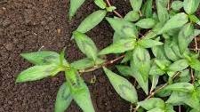 How to grow Laksa Leaves (aka Vietnamese Mint, Vietnamese Coriander)?