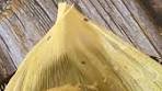 Jalapeño and Cheese Tamales 🫔 per request! I wouldn’t ...