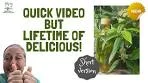 Lemon Myrtle Infused Olive Oil - Short Version! - #lemonmyrtle ...