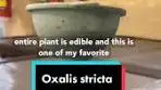 Oxalis Stricta Lemon Vinaigrette Recipe