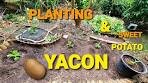 Planting Yacon & Kumara Sweet Potato