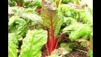 Swiss Chard 101 - Herbs and Spices That Go With Swiss Chard