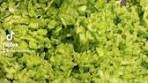 TikTok Approved: Green Goddess Salad Salad Ingredients: 1 ...