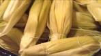 UCHEPOS - FRESH CORN TAMALES