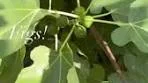 What to do with so many green figs!? Have you tried unripe fig ...