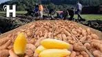 Yacon or Ground Apple Growing and Harvesting - Yacon ...