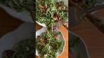 Arugula salad with beets, goat cheese and pistachios - an ...
