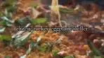 cheesy eggplant turkey skillet ingredients: · 1 small eggplant,...
