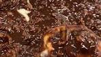 Chocolate pecan pie cinnamon rolls | When I tell you to run ...